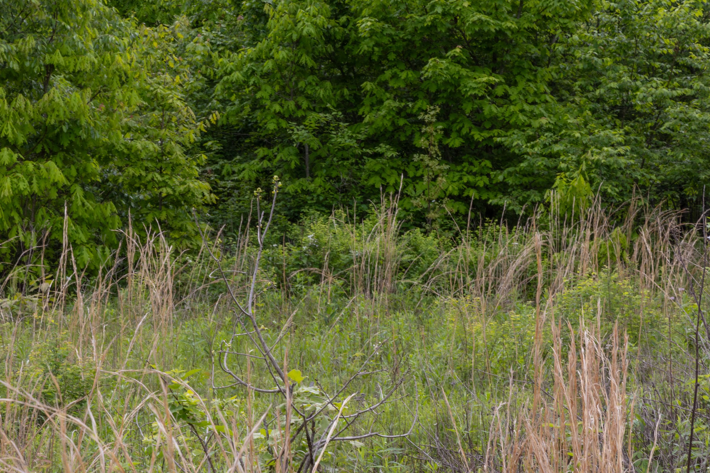 Sleepy Hollow Phase II Tract 66 photo 8