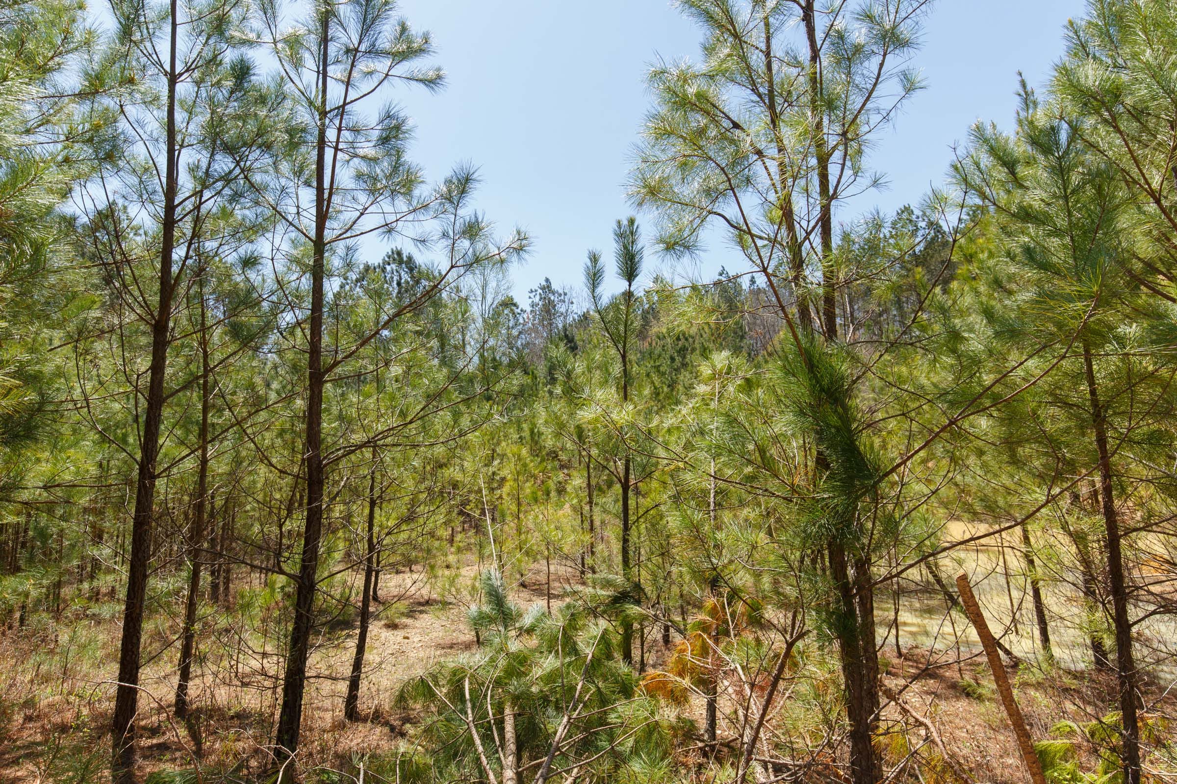 Southern Hills Tract 17 photo 7