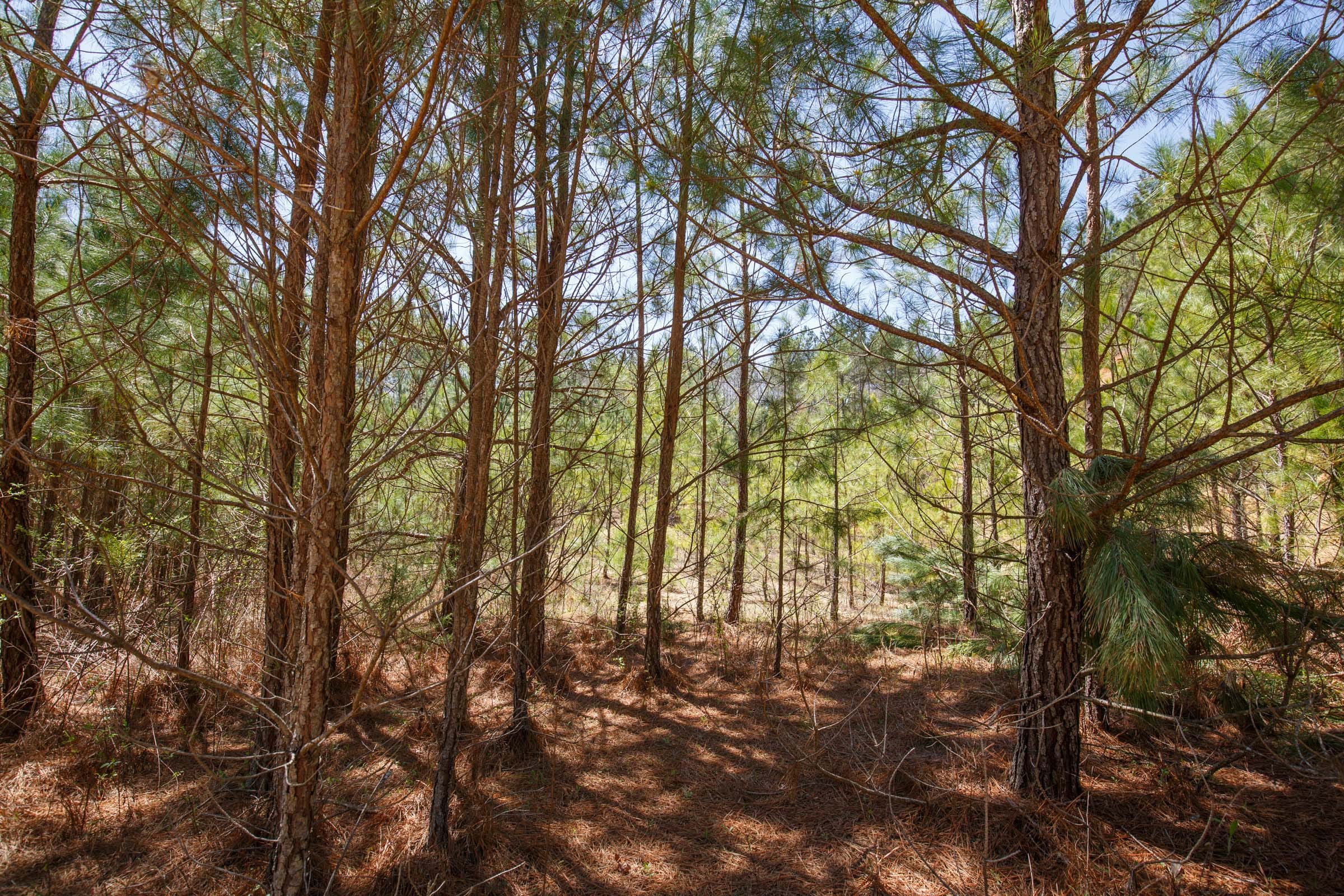 Southern Hills Tract 17 photo 9