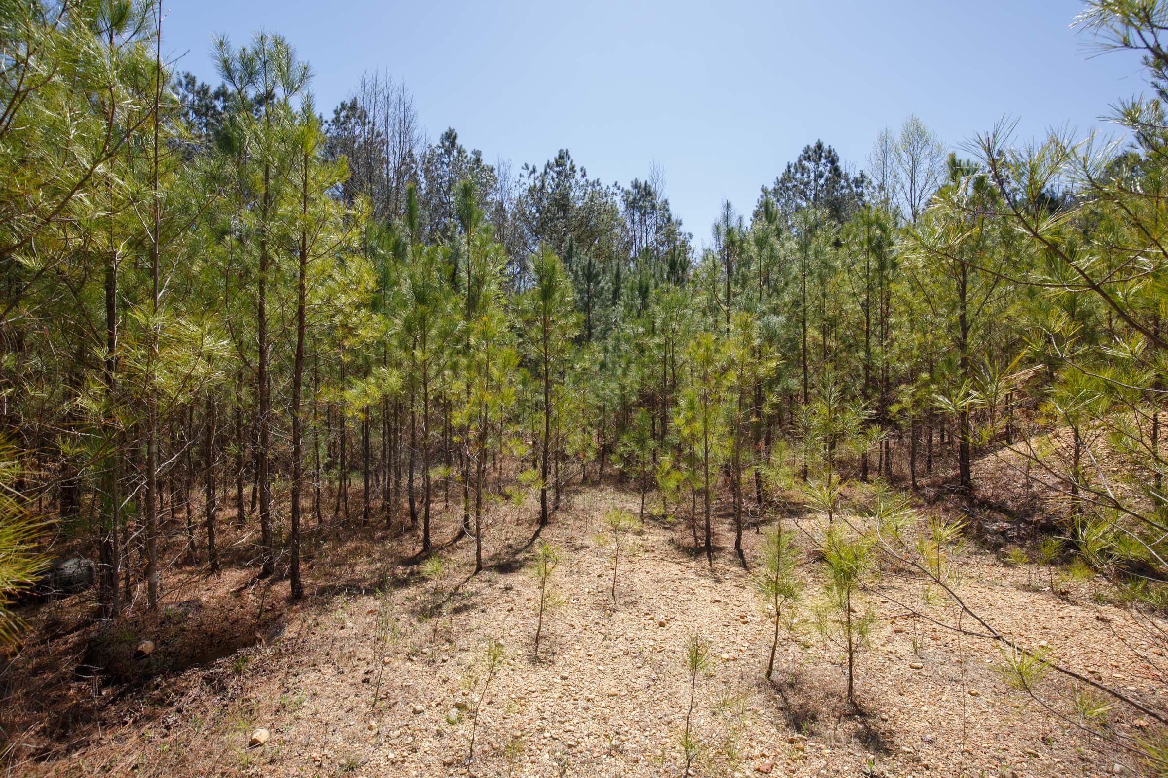 Southern Hills Tract 17 photo 11