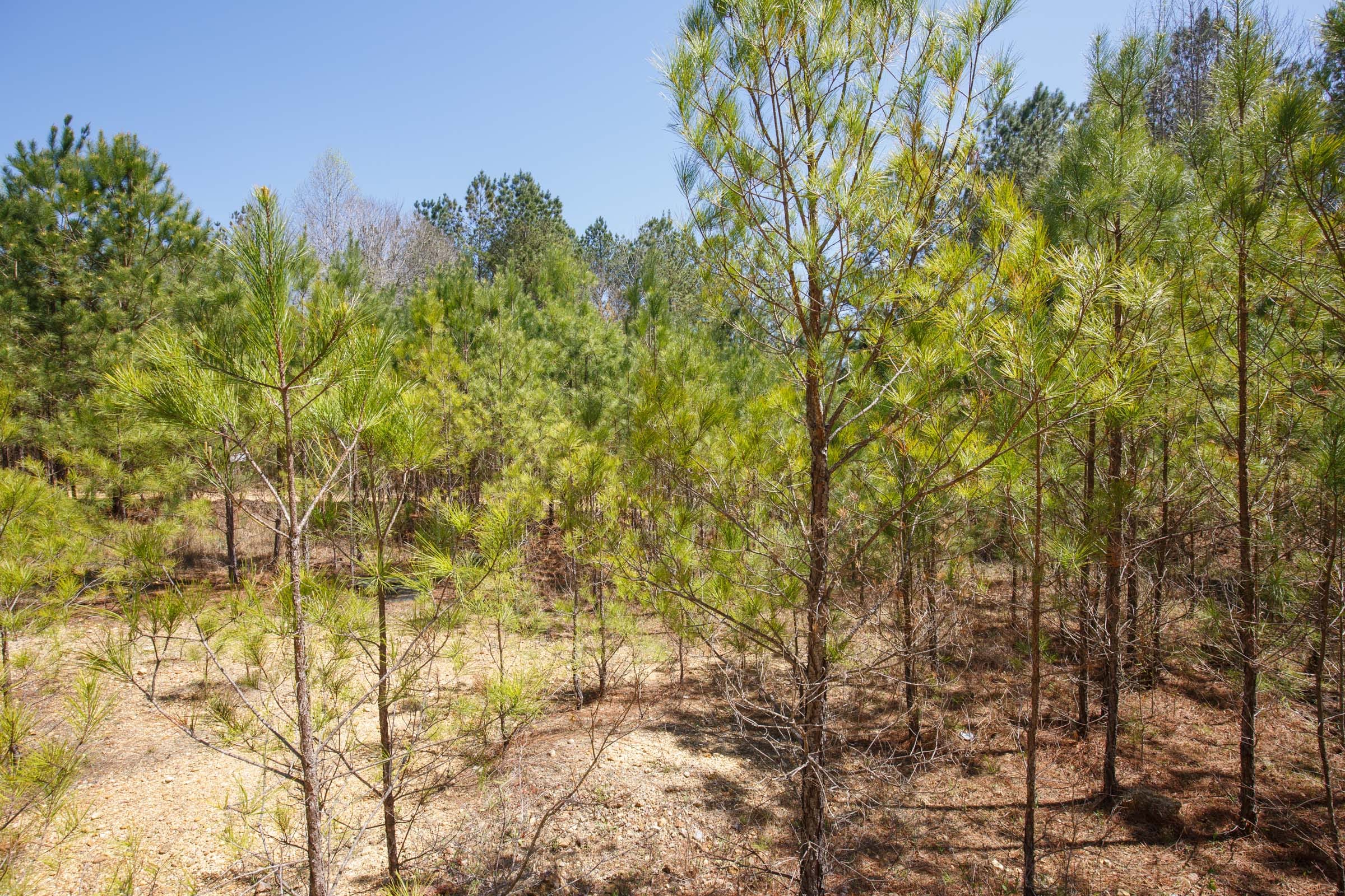 Southern Hills Tract 17 photo 14