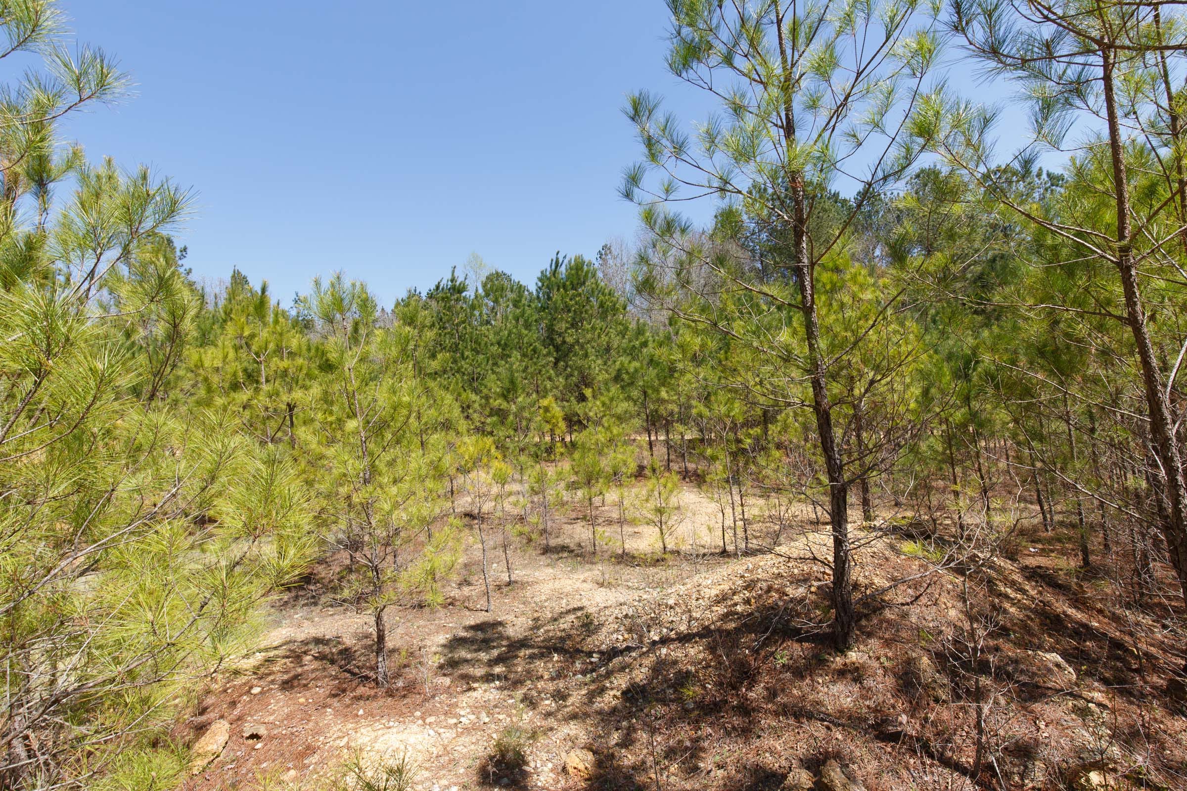 Southern Hills Tract 17 photo 20