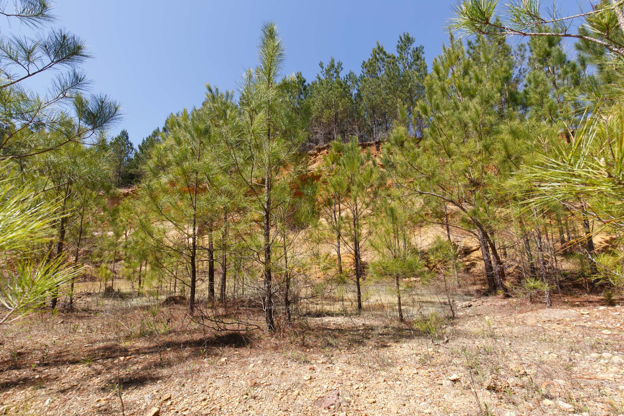 Southern Hills Tract 17 photo 21