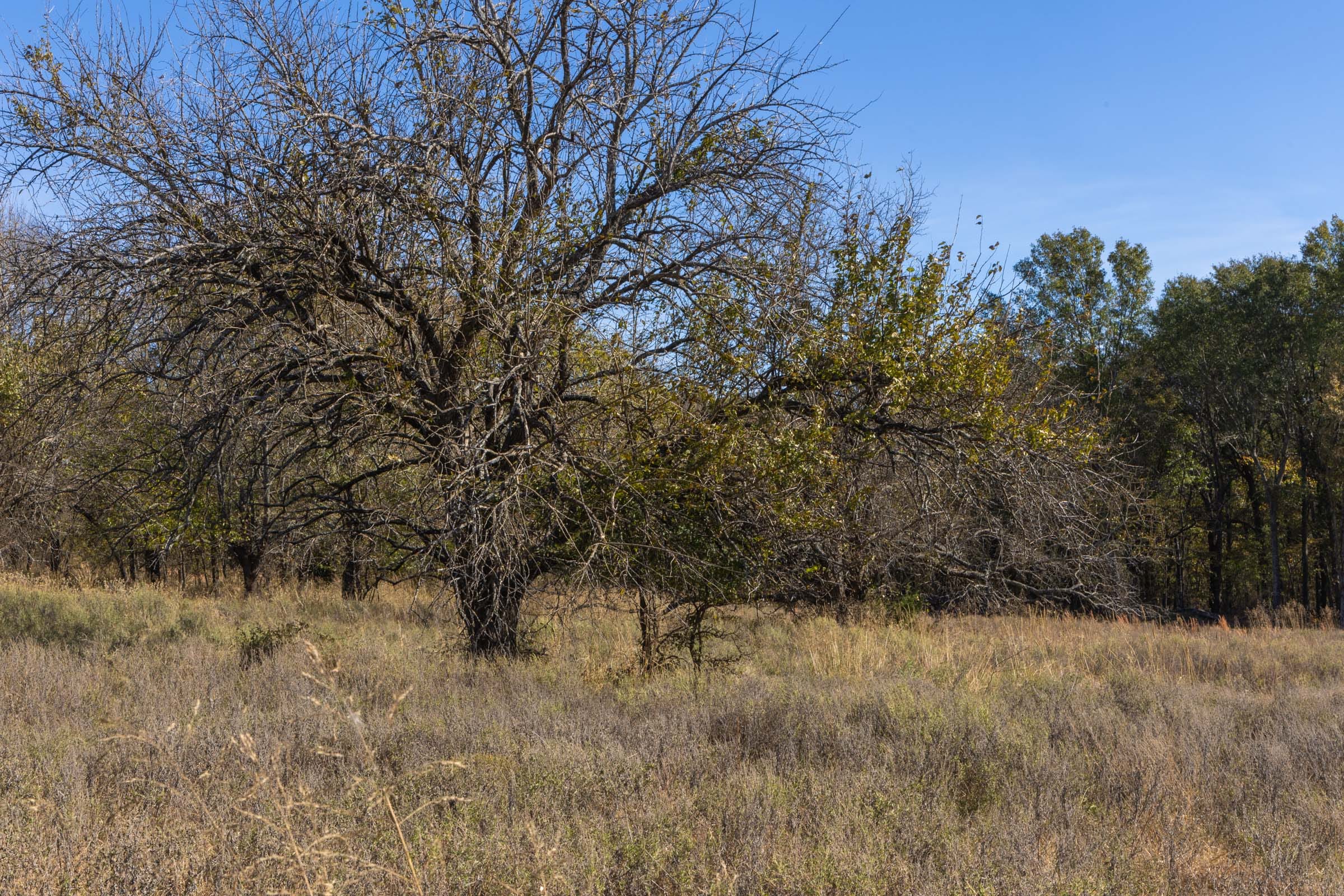 Harmony Hills Tract 38 photo 2