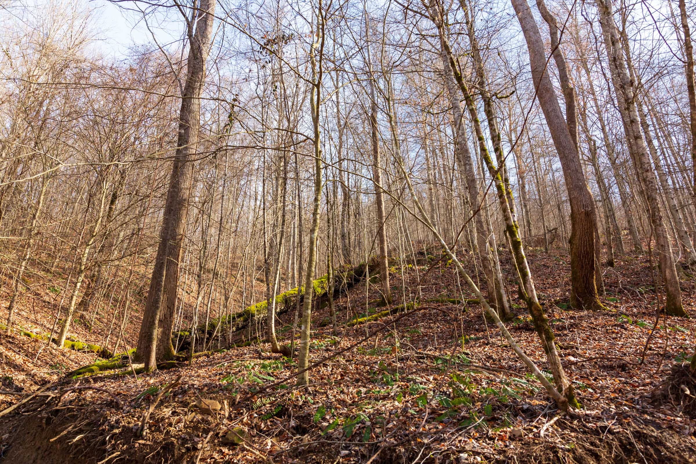 Blackstone Mountain Phase II Tract 57 photo 5