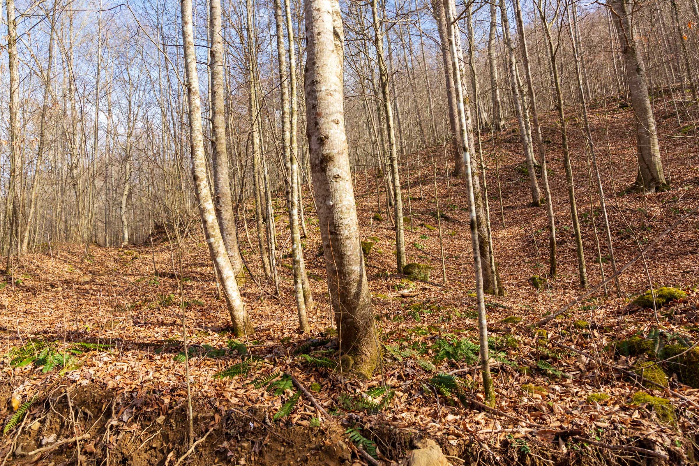 Blackstone Mountain Phase II Tract 57 photo 11