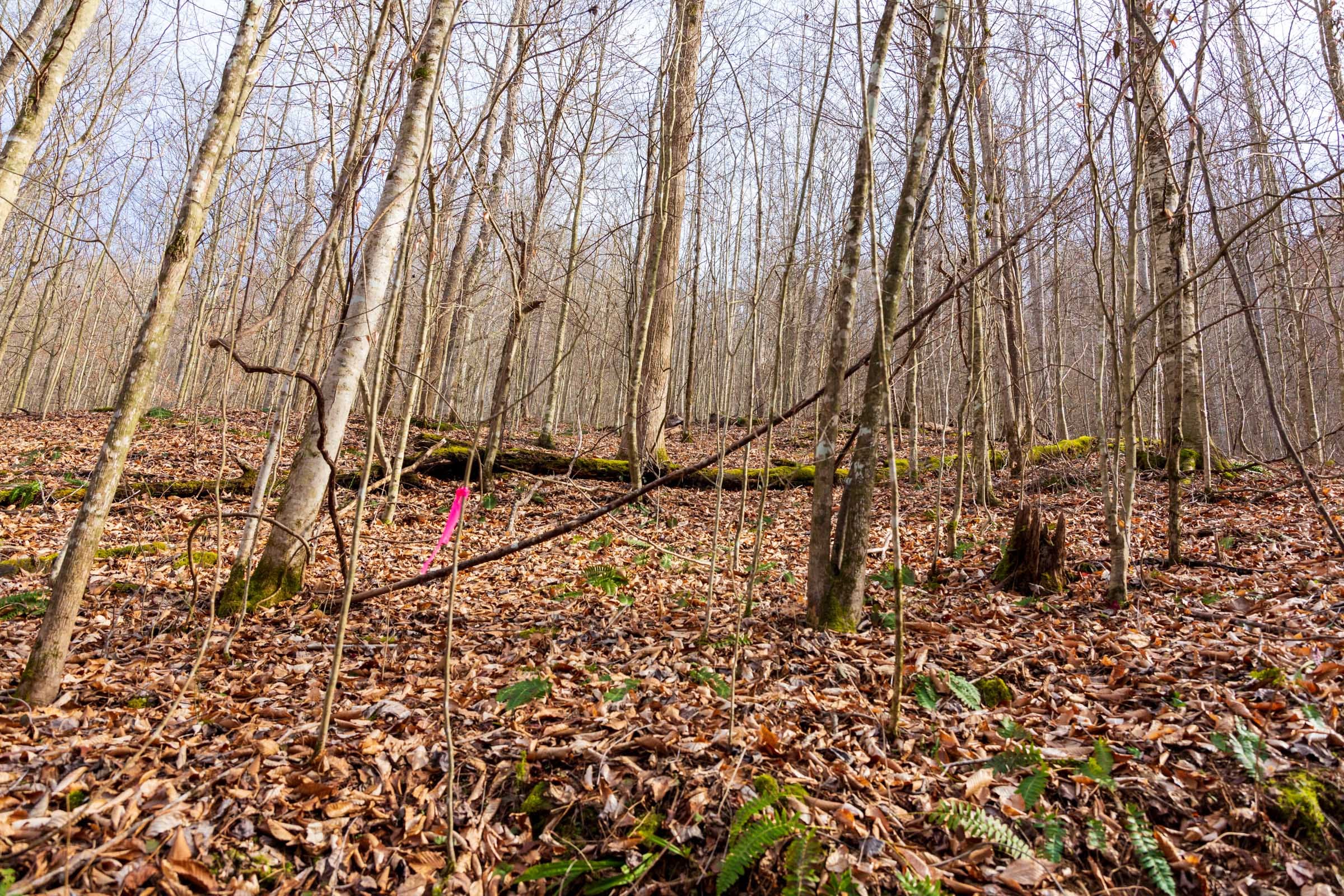 Blackstone Mountain Phase II Tract 57 photo 18