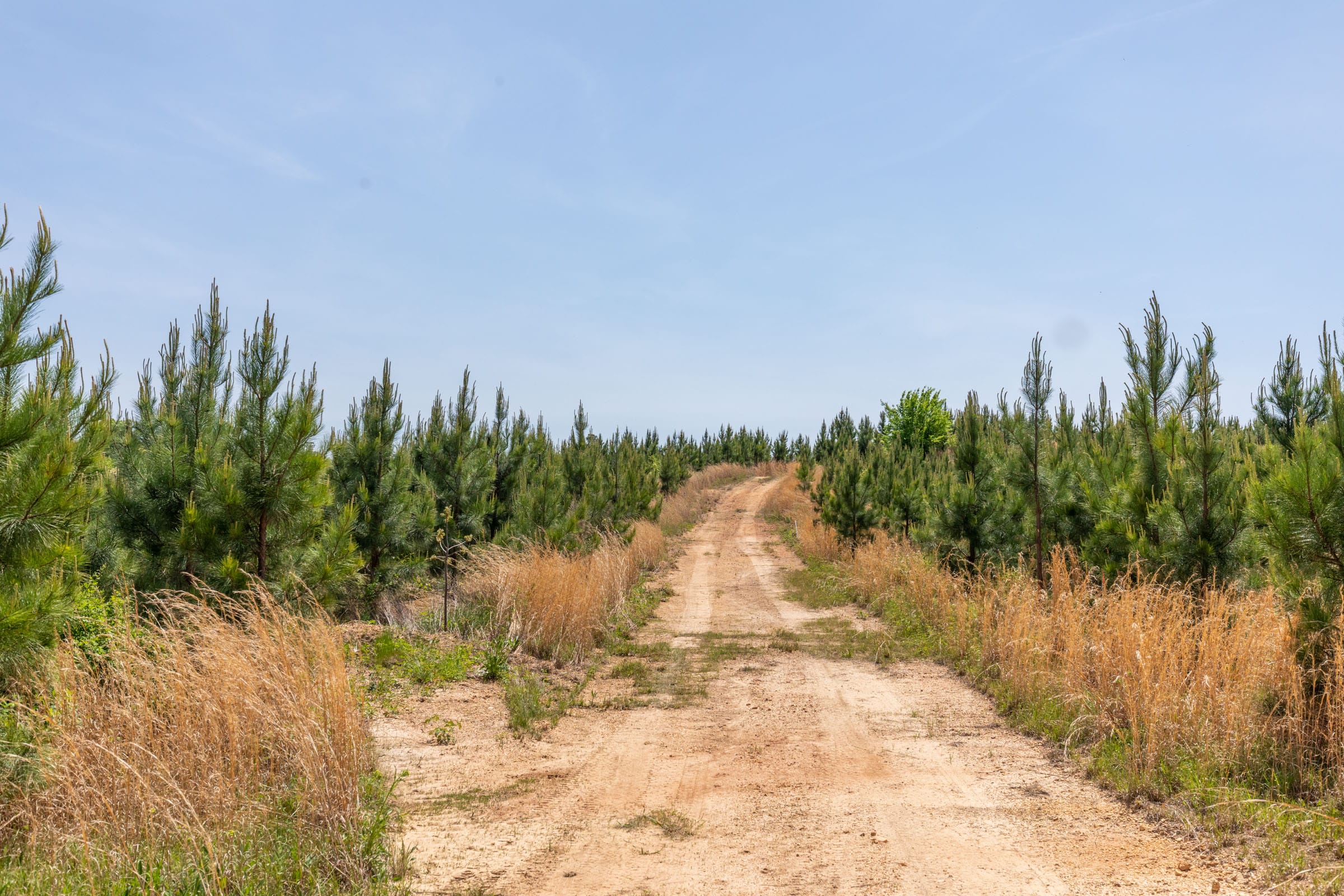 Clear Wood Tract 31 photo 1