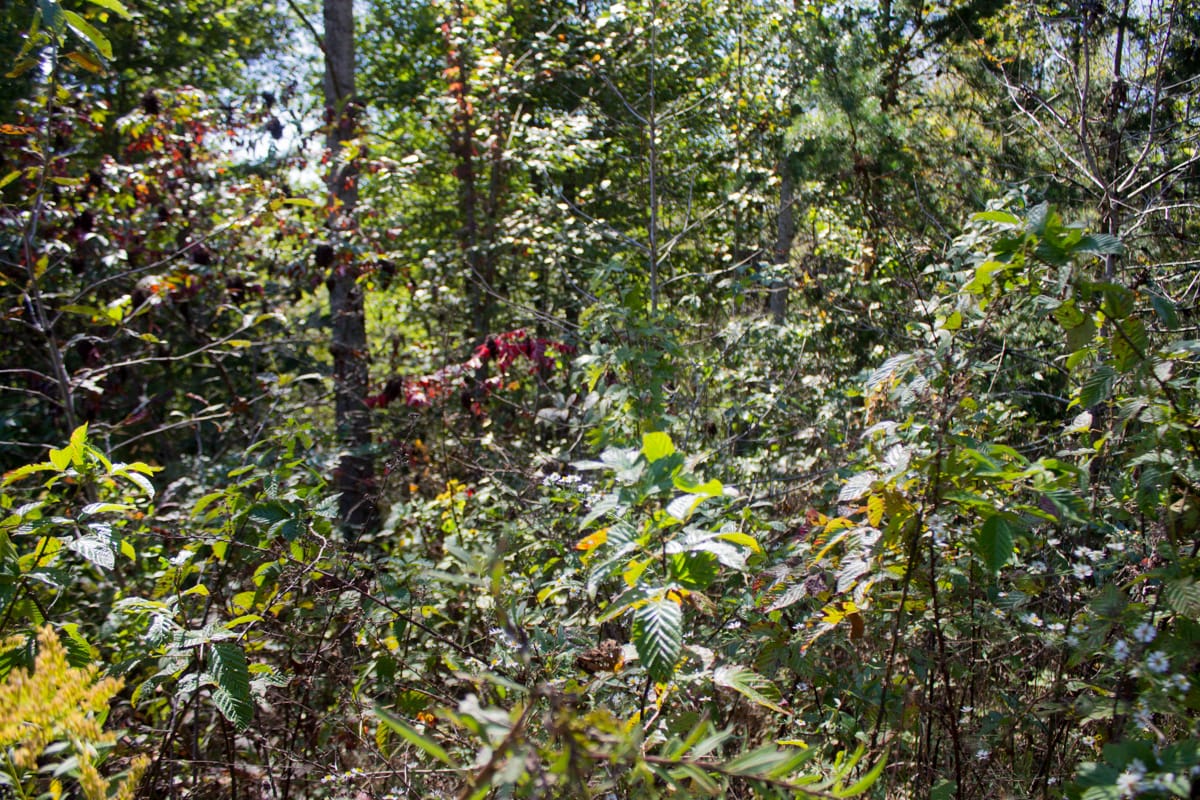 Upper Line Creek Tract 5 photo 9