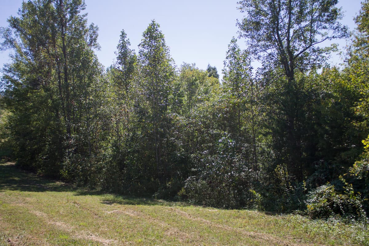 Upper Line Creek Tract 5 photo 11