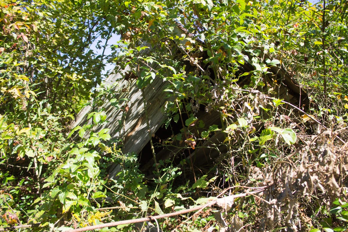 Upper Line Creek Tract 5 photo 13