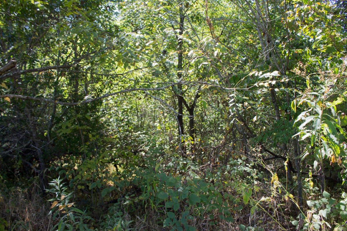 Upper Line Creek Tract 5 photo 15