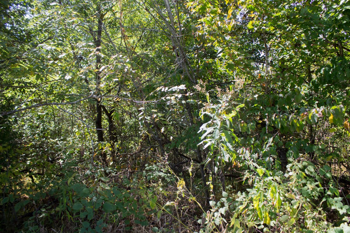Upper Line Creek Tract 5 photo 16