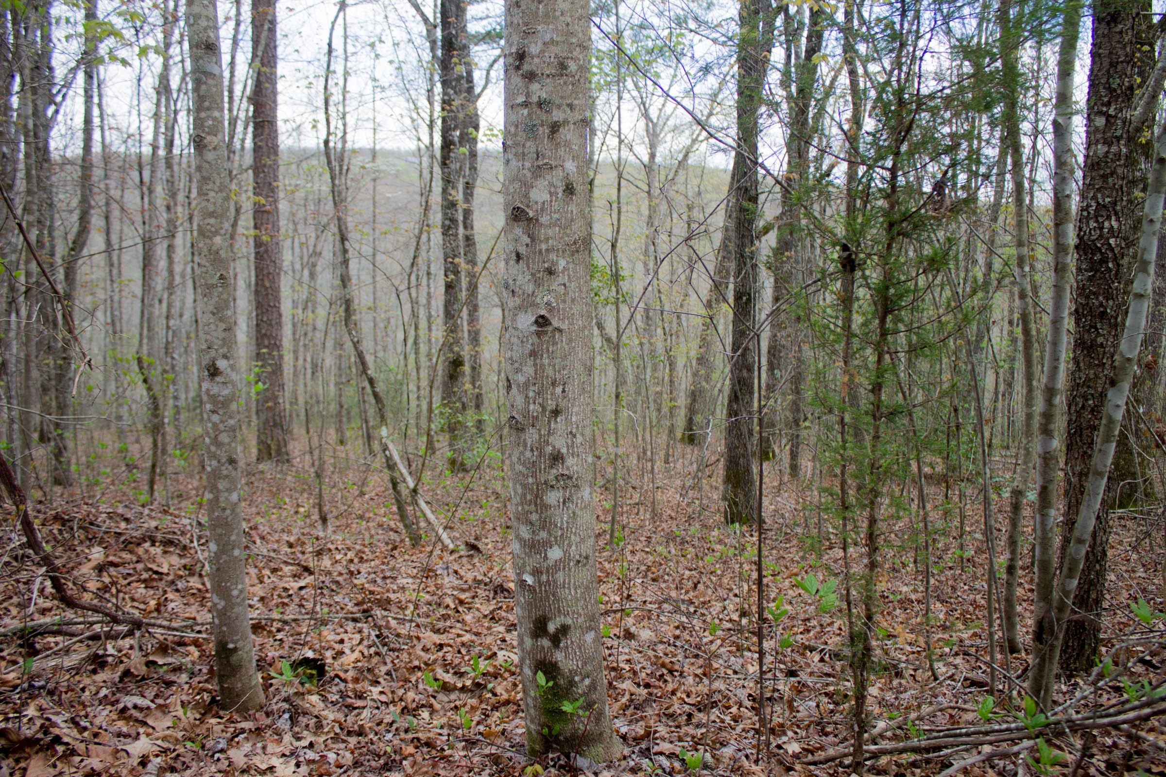 Hidden Hills Tract 44 photo 4