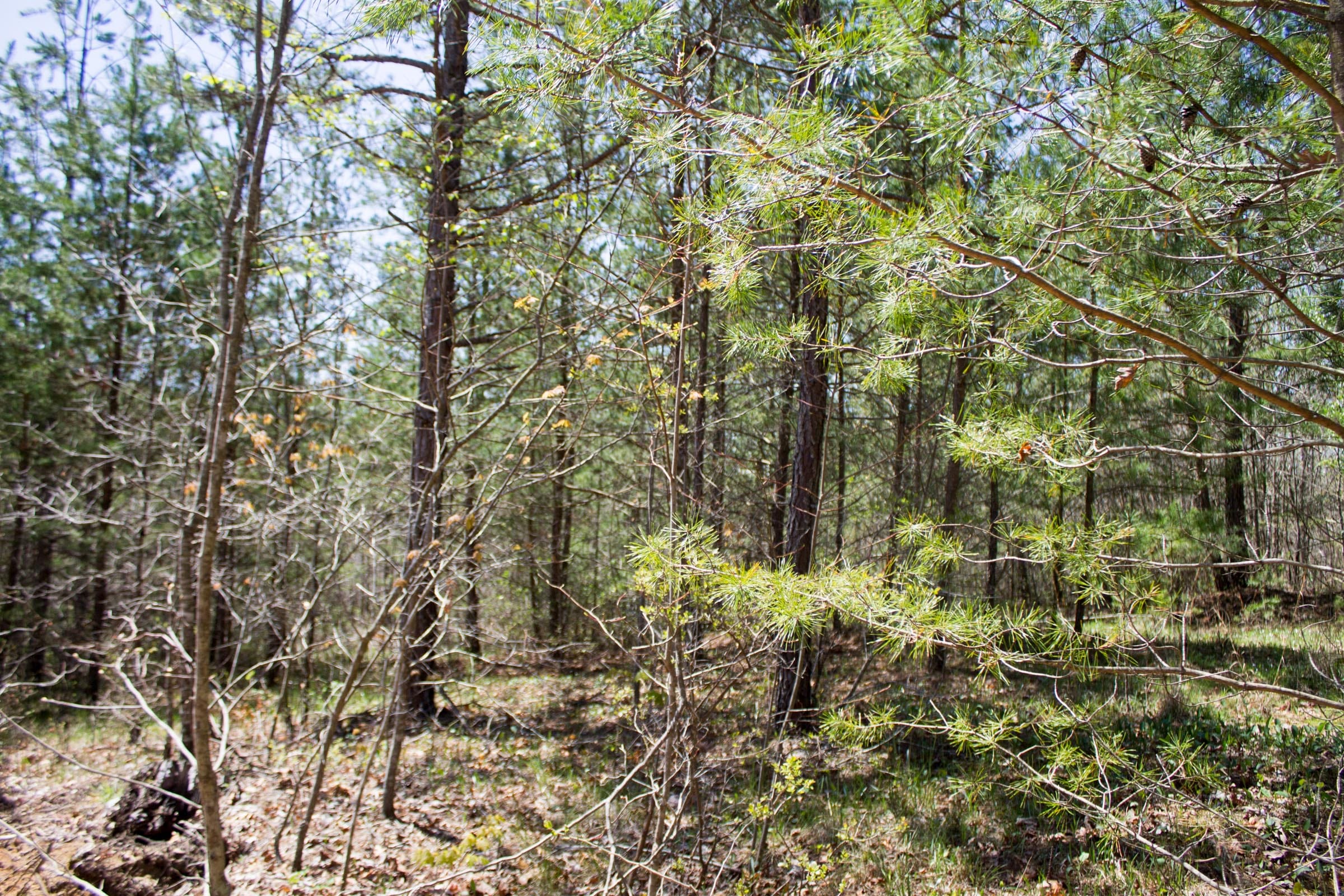 Hidden Hills Tract 44 photo 8