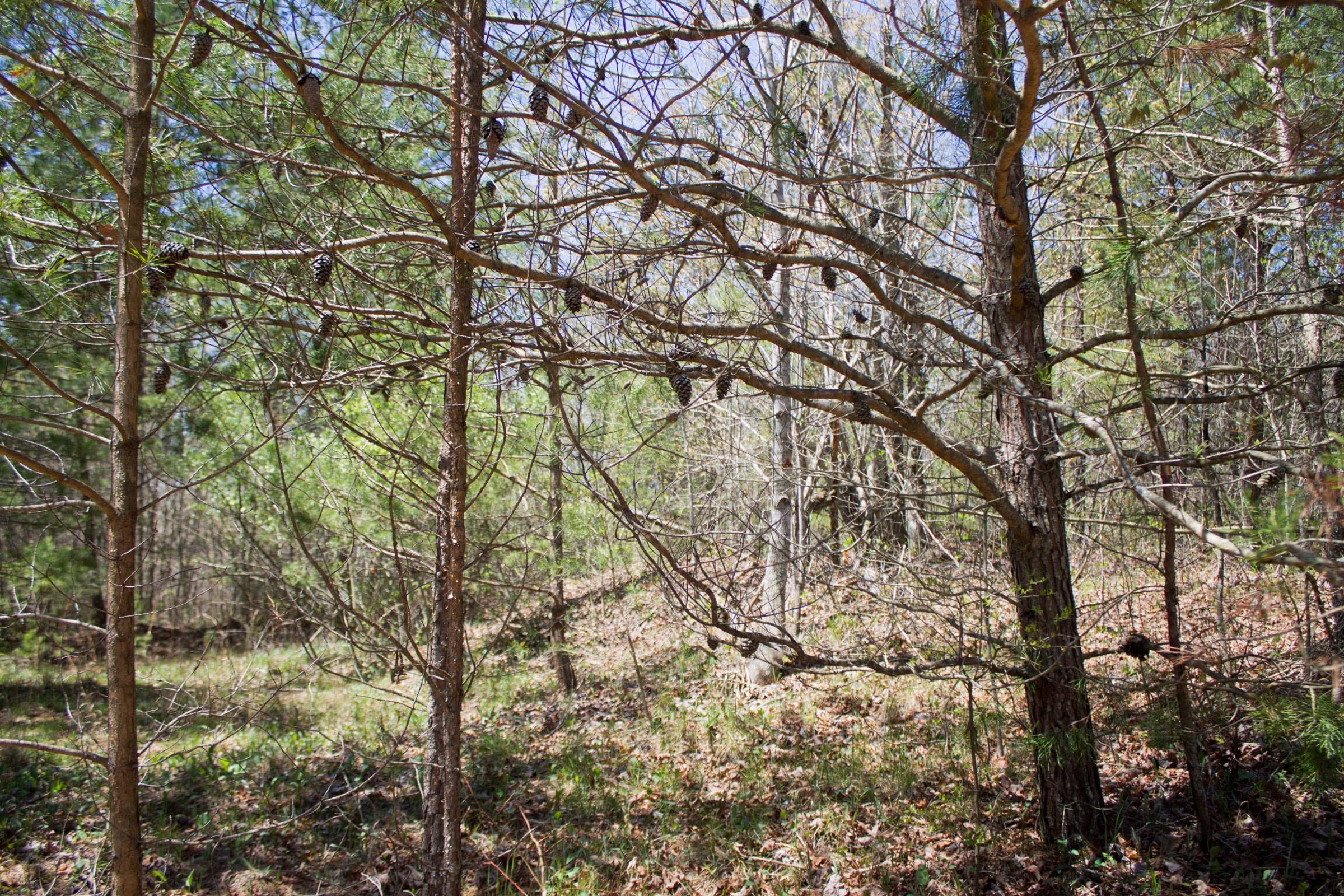 Hidden Hills Tract 44 photo 9