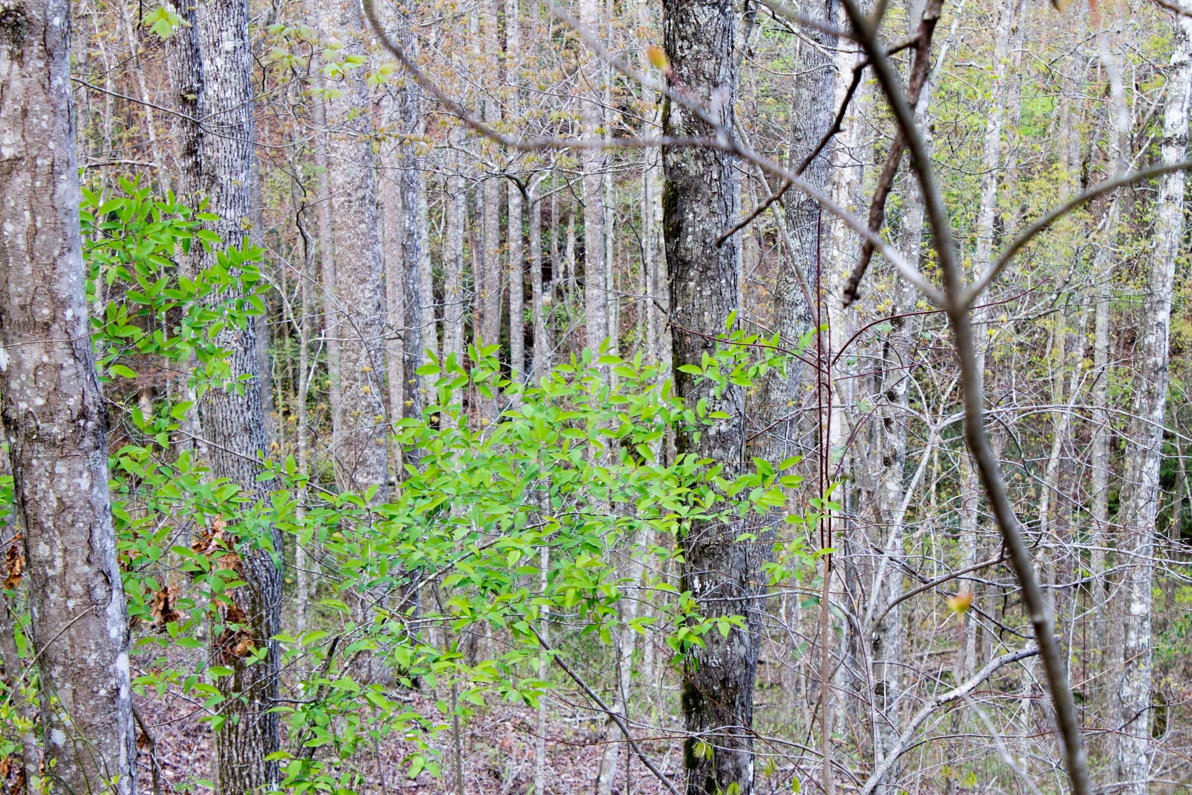 Hidden Hills Tract 44 photo 11