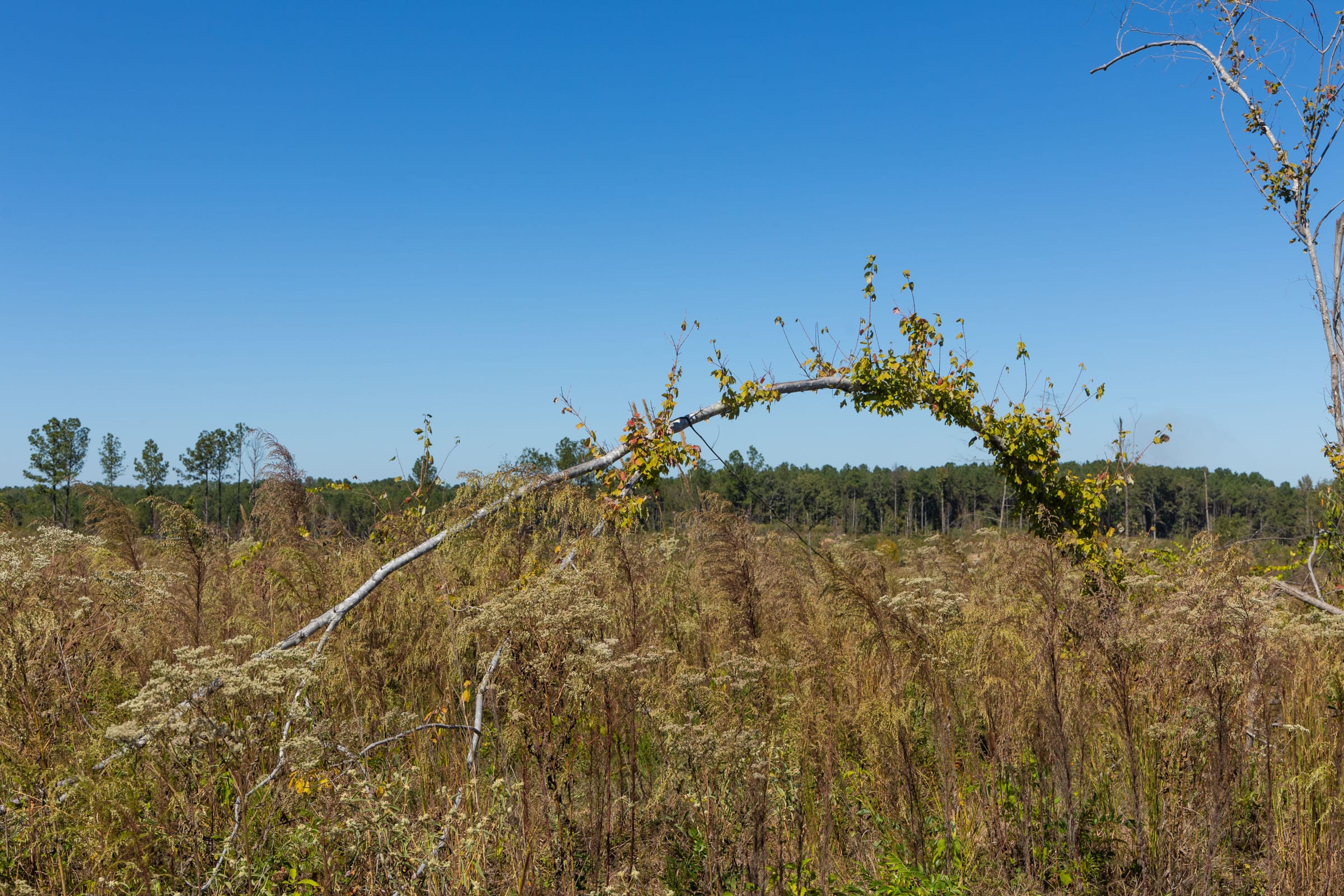 Meyer’s Ridge Tract 7 photo 5