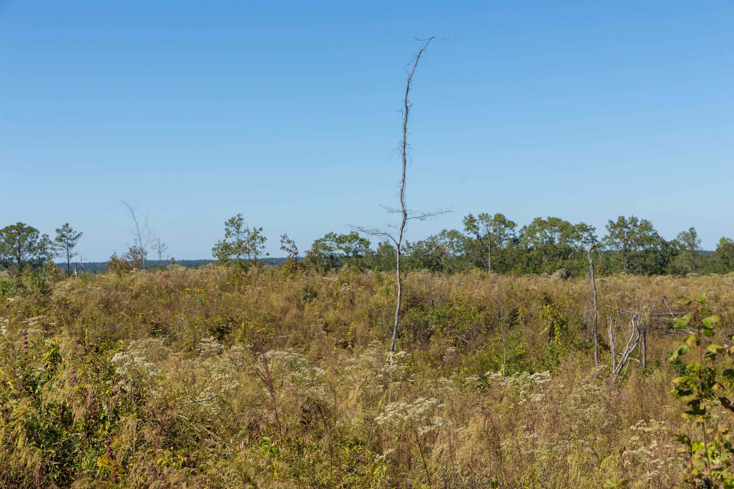 Meyer’s Ridge Tract 7 photo 11