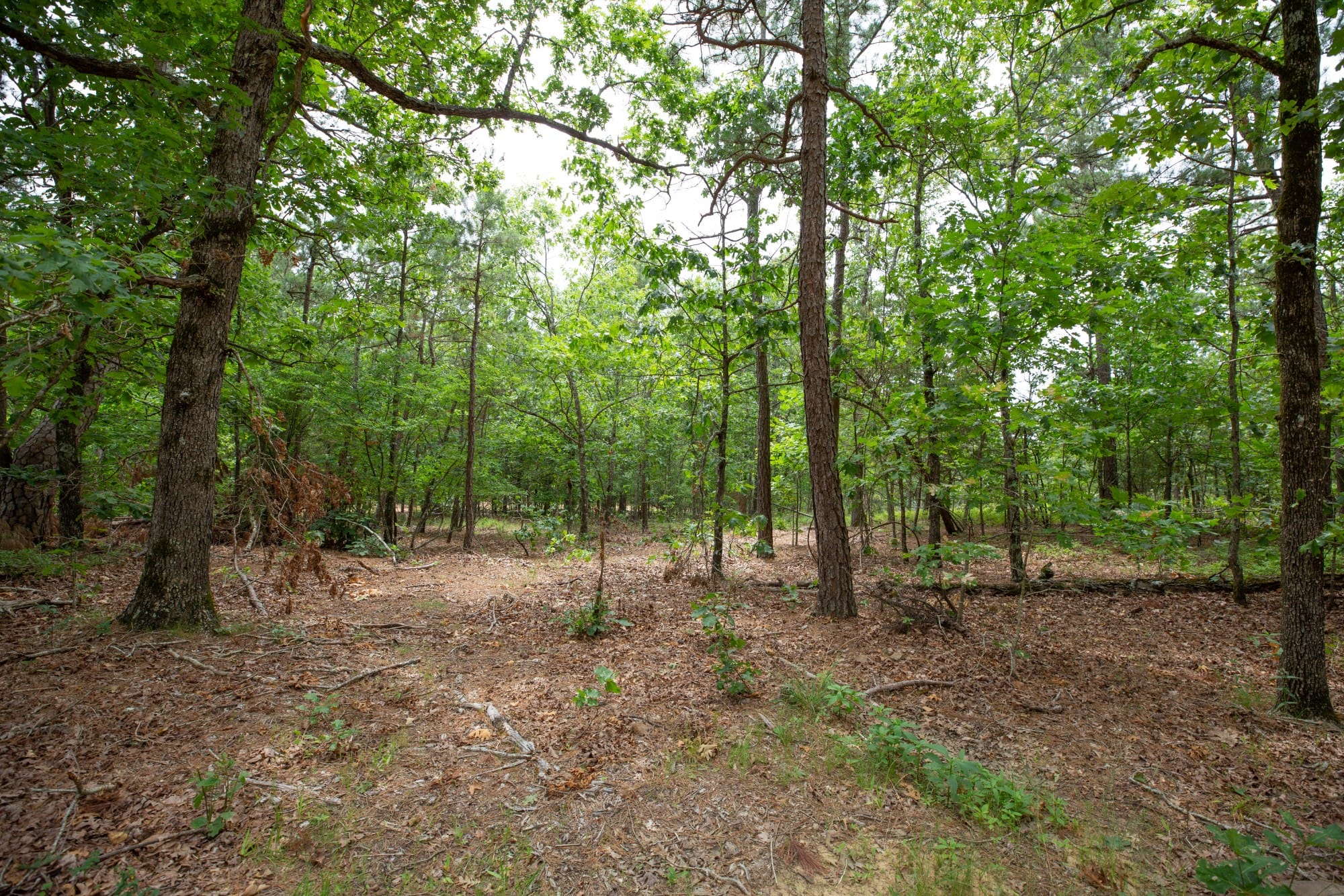 Eagle’s Nest Tract 53 photo 3