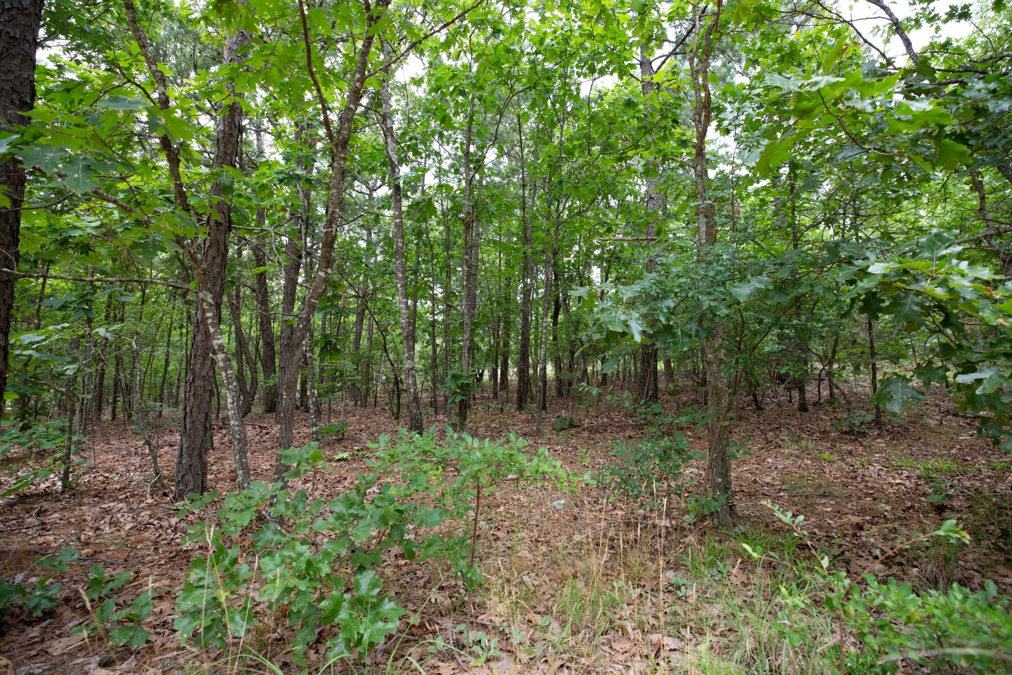 Eagle’s Nest Tract 53 photo 5