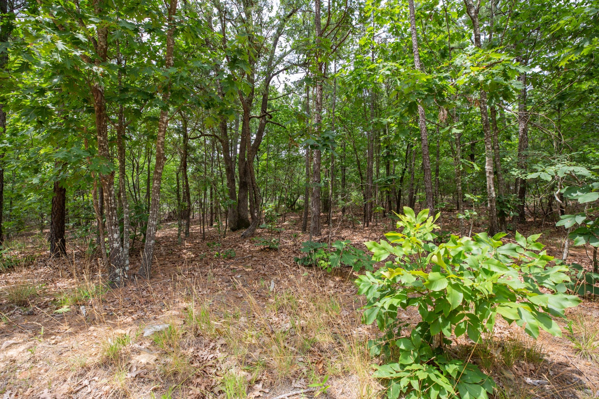 Eagle’s Nest Tract 53 photo 7