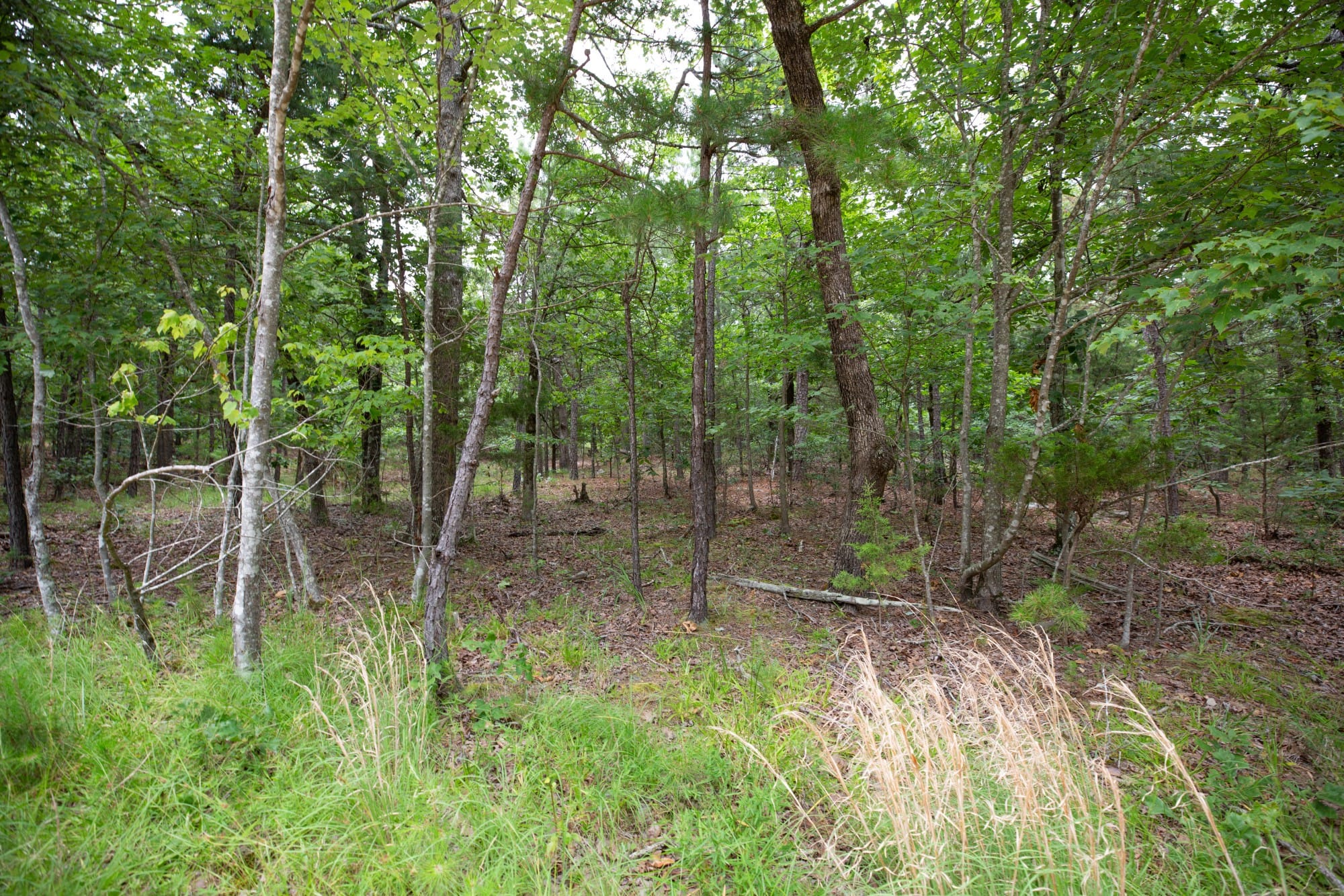 Eagle’s Nest Tract 53 photo 17