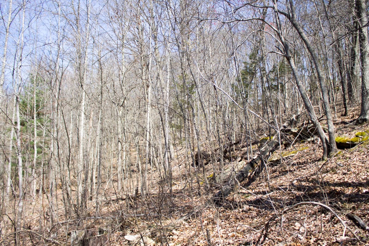 Chestnut Oak Ridge Tract 26 photo 5