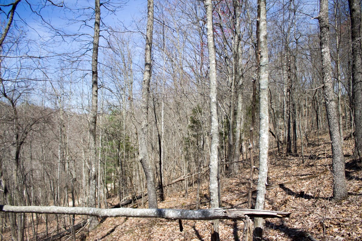 Chestnut Oak Ridge Tract 26 photo 7