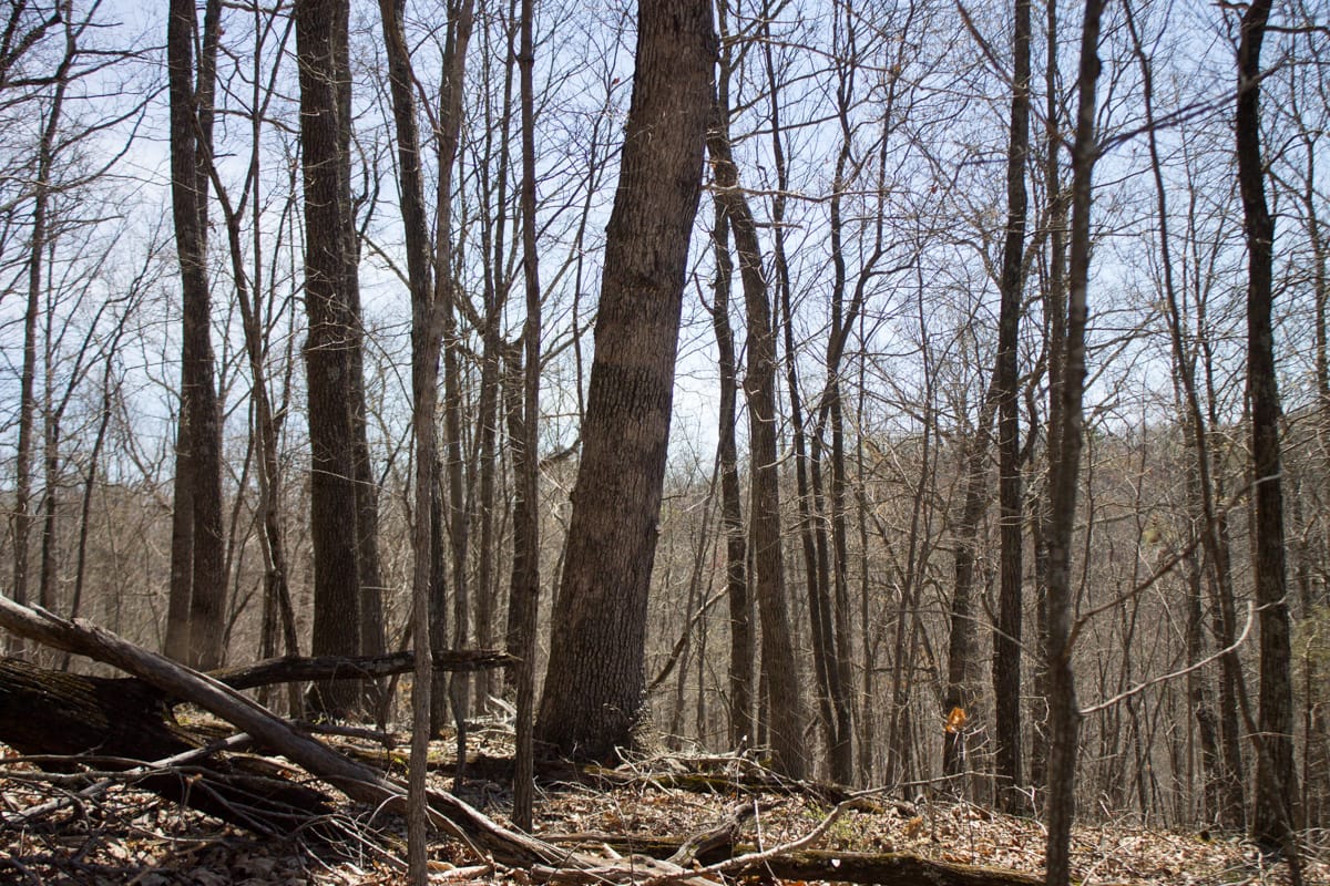 Chestnut Oak Ridge Tract 26 photo 8