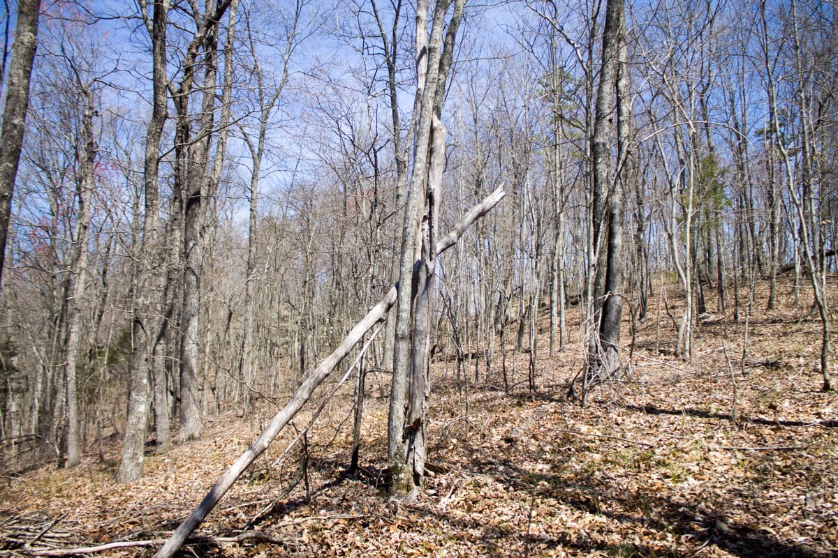 Chestnut Oak Ridge Tract 26 photo 9