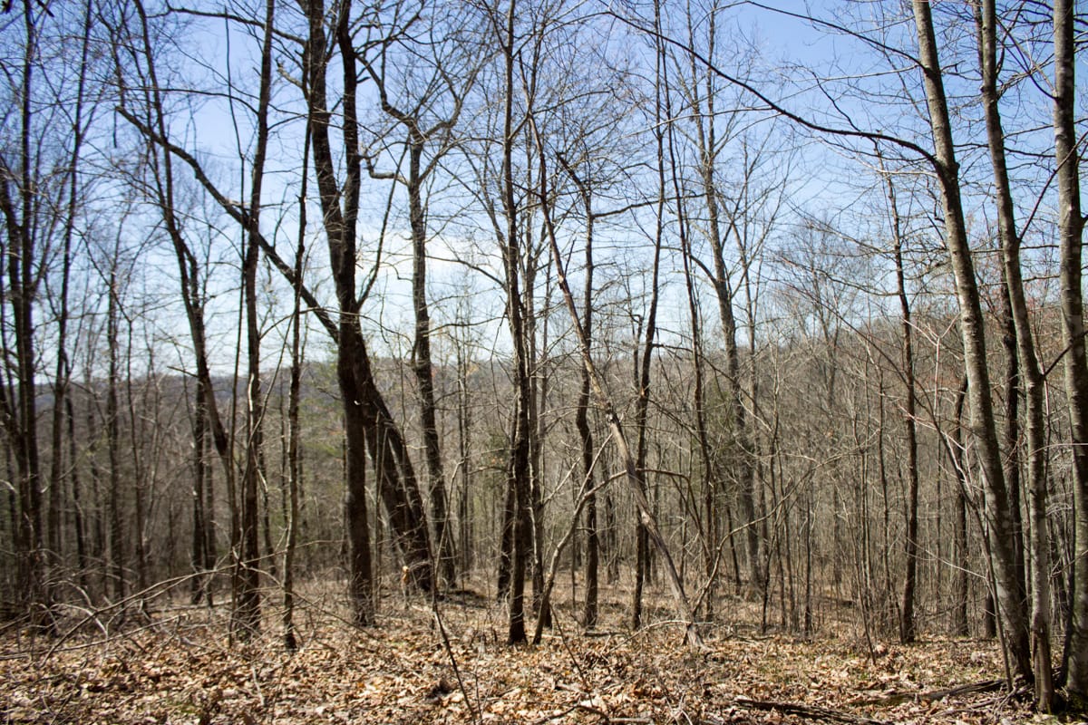 Chestnut Oak Ridge Tract 26 photo 10