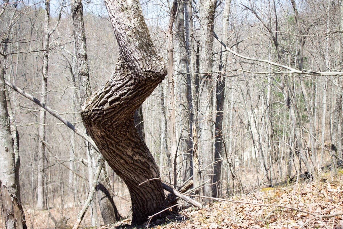 Chestnut Oak Ridge Tract 26 photo 11