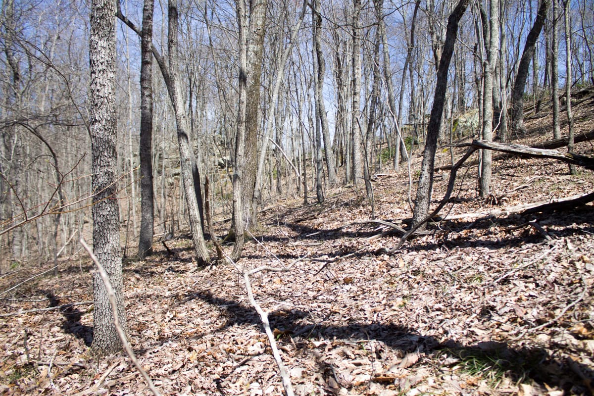 Chestnut Oak Ridge Tract 26 photo 12