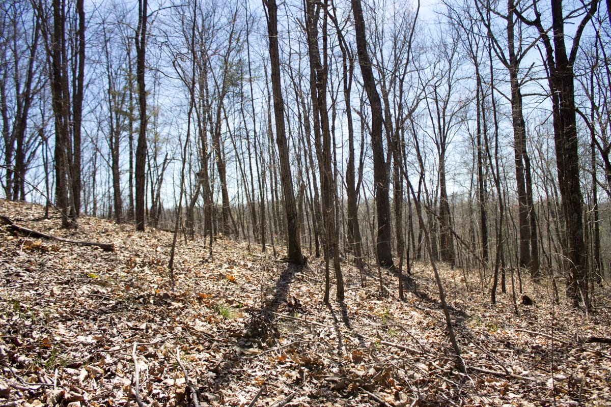 Chestnut Oak Ridge Tract 26 photo 13
