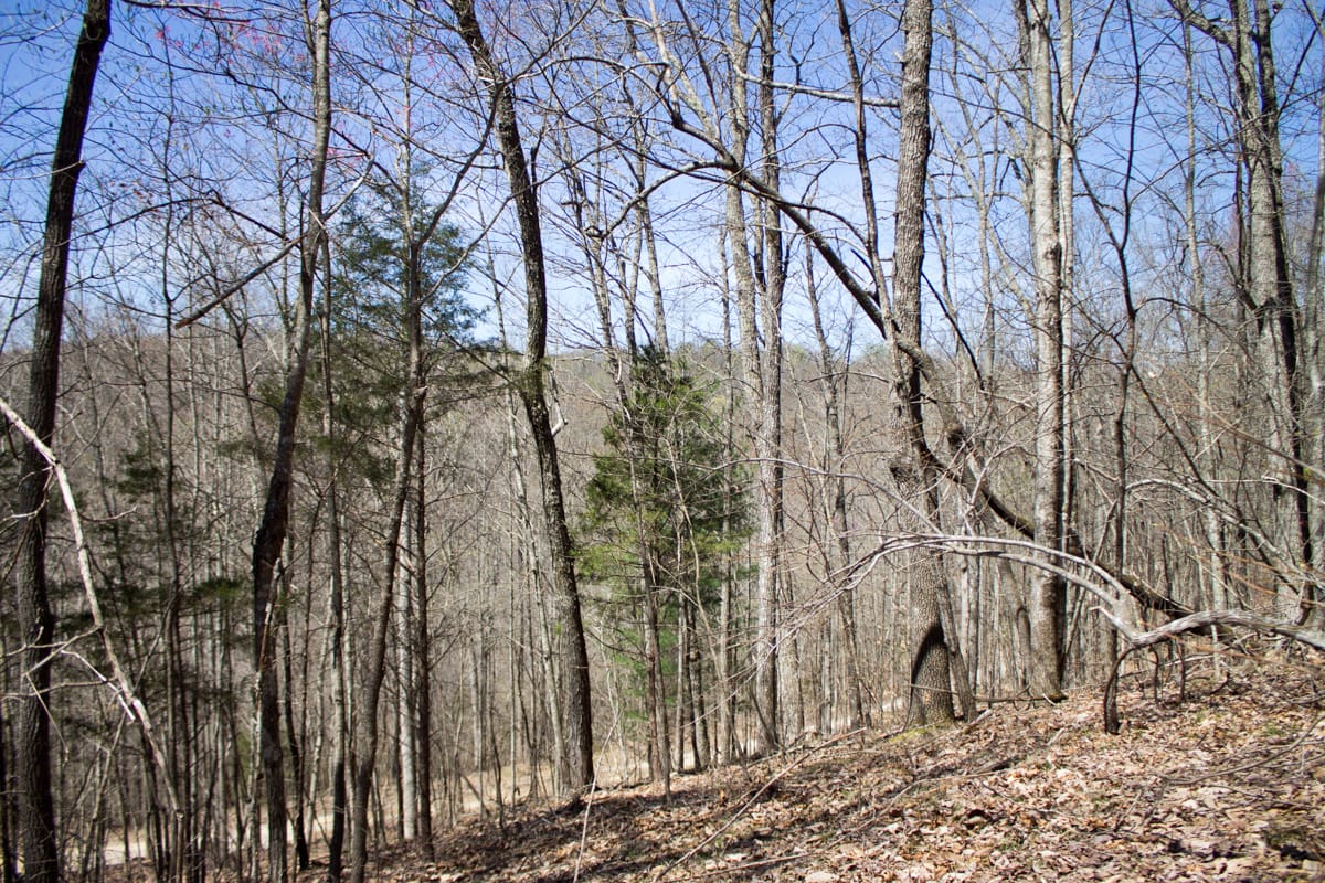 Chestnut Oak Ridge Tract 26 photo 14