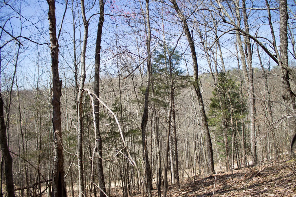 Chestnut Oak Ridge Tract 26 photo 15