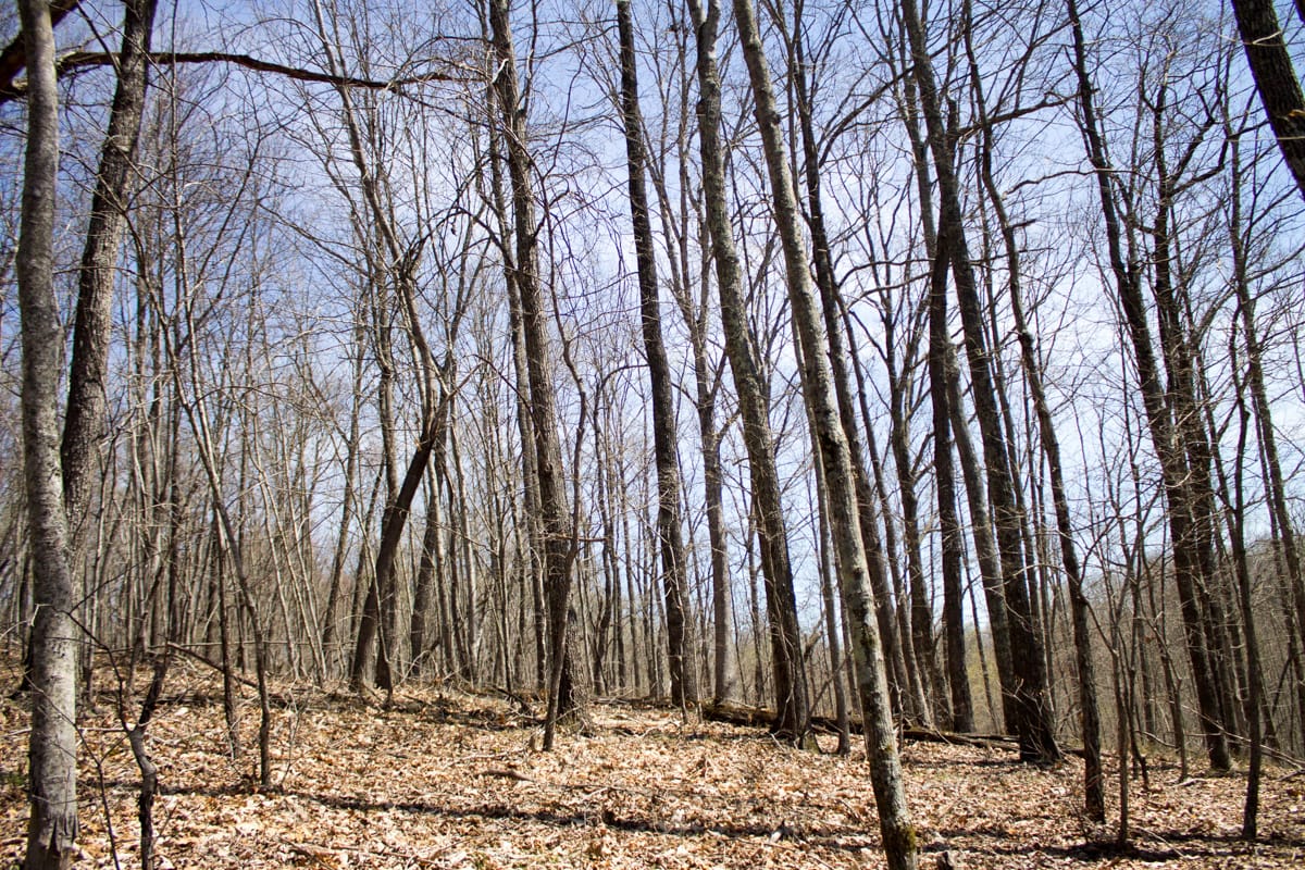 Chestnut Oak Ridge Tract 26 photo 16