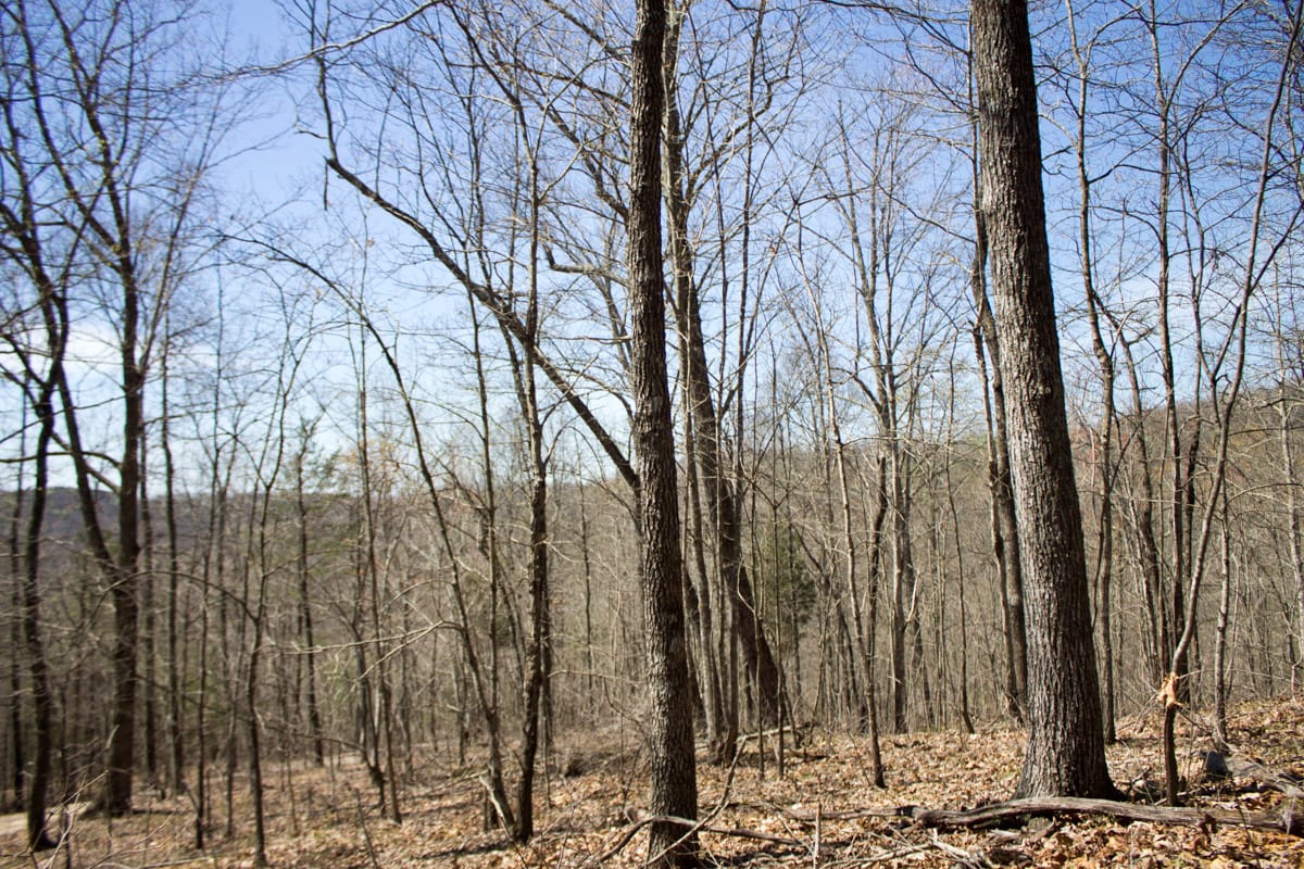Chestnut Oak Ridge Tract 26 photo 17