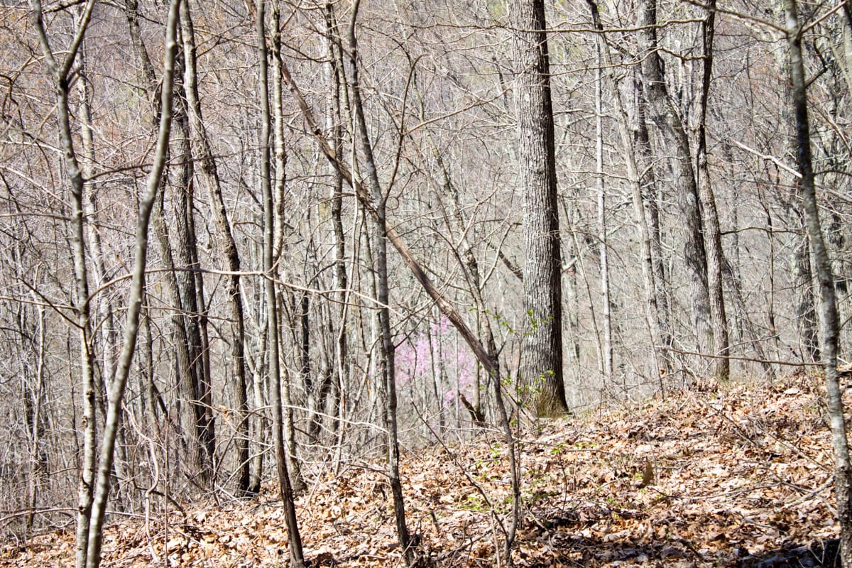 Chestnut Oak Ridge Tract 26 photo 18