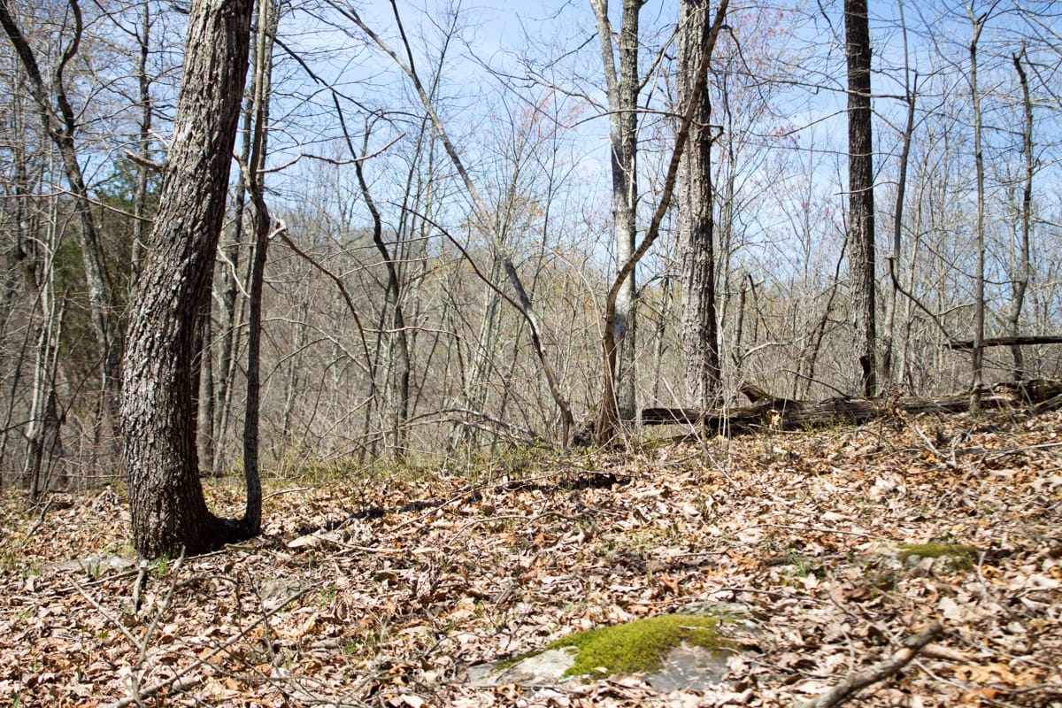 Chestnut Oak Ridge Tract 26 photo 20