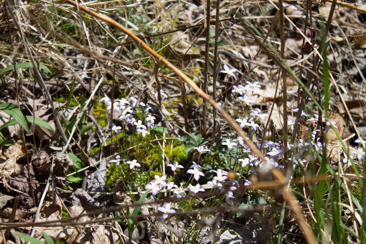 Chestnut Oak Ridge Tract 26 photo 21