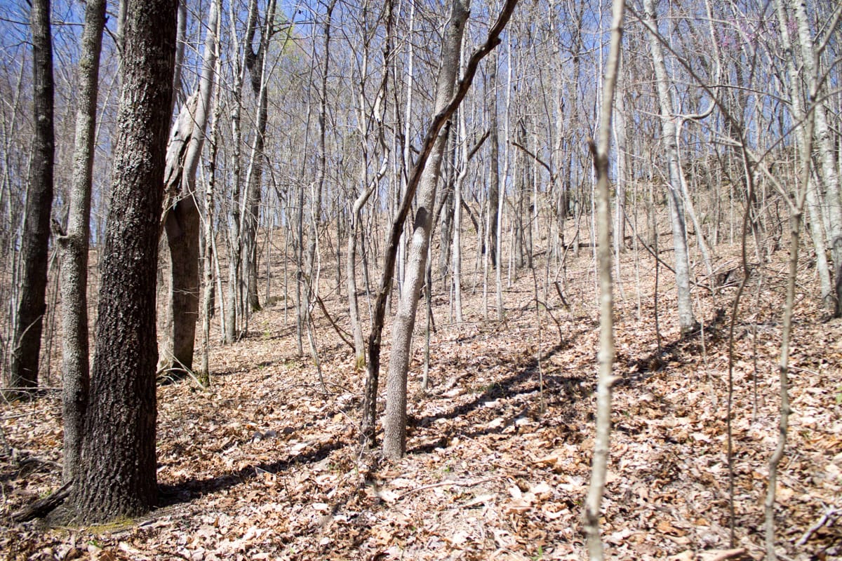 Chestnut Oak Ridge Tract 26 photo 22