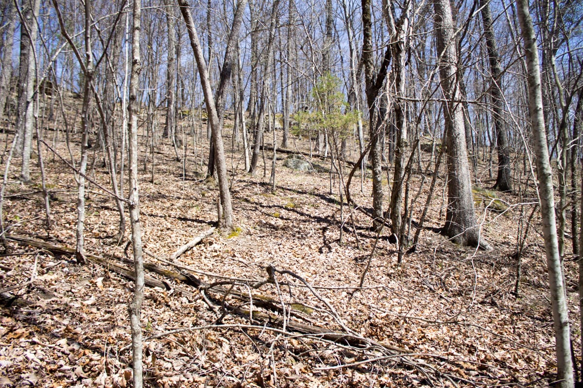 Chestnut Oak Ridge Tract 26 photo 23