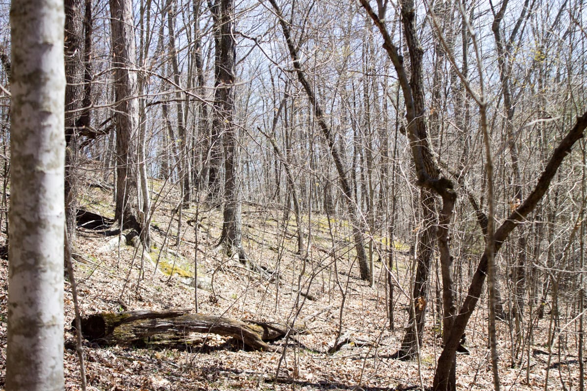 Chestnut Oak Ridge Tract 26 photo 24