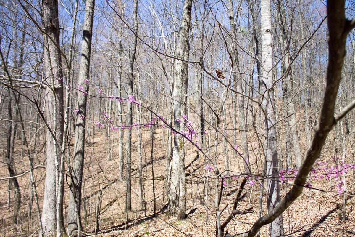 Chestnut Oak Ridge Tract 26 photo 25