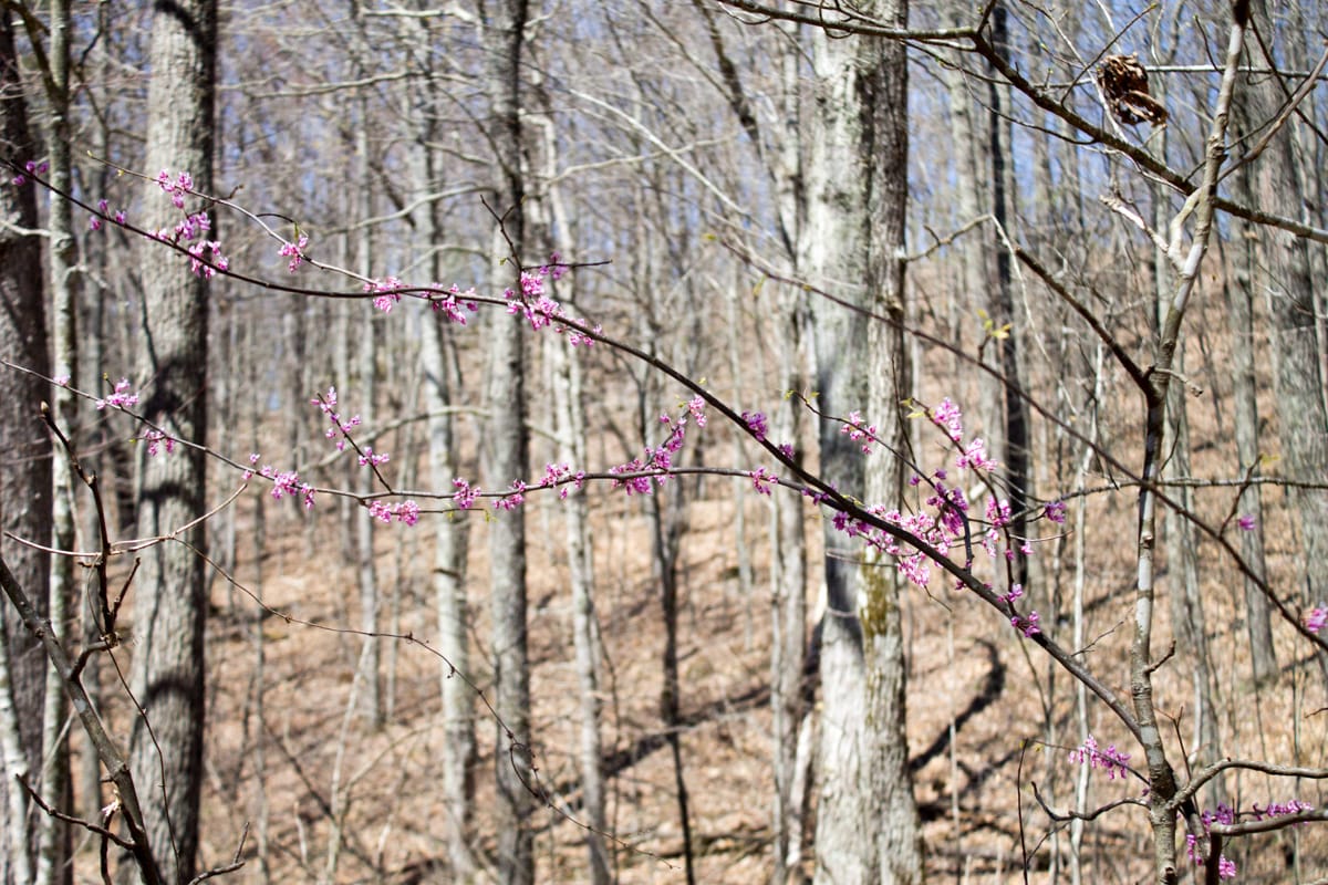 Chestnut Oak Ridge Tract 26 photo 26