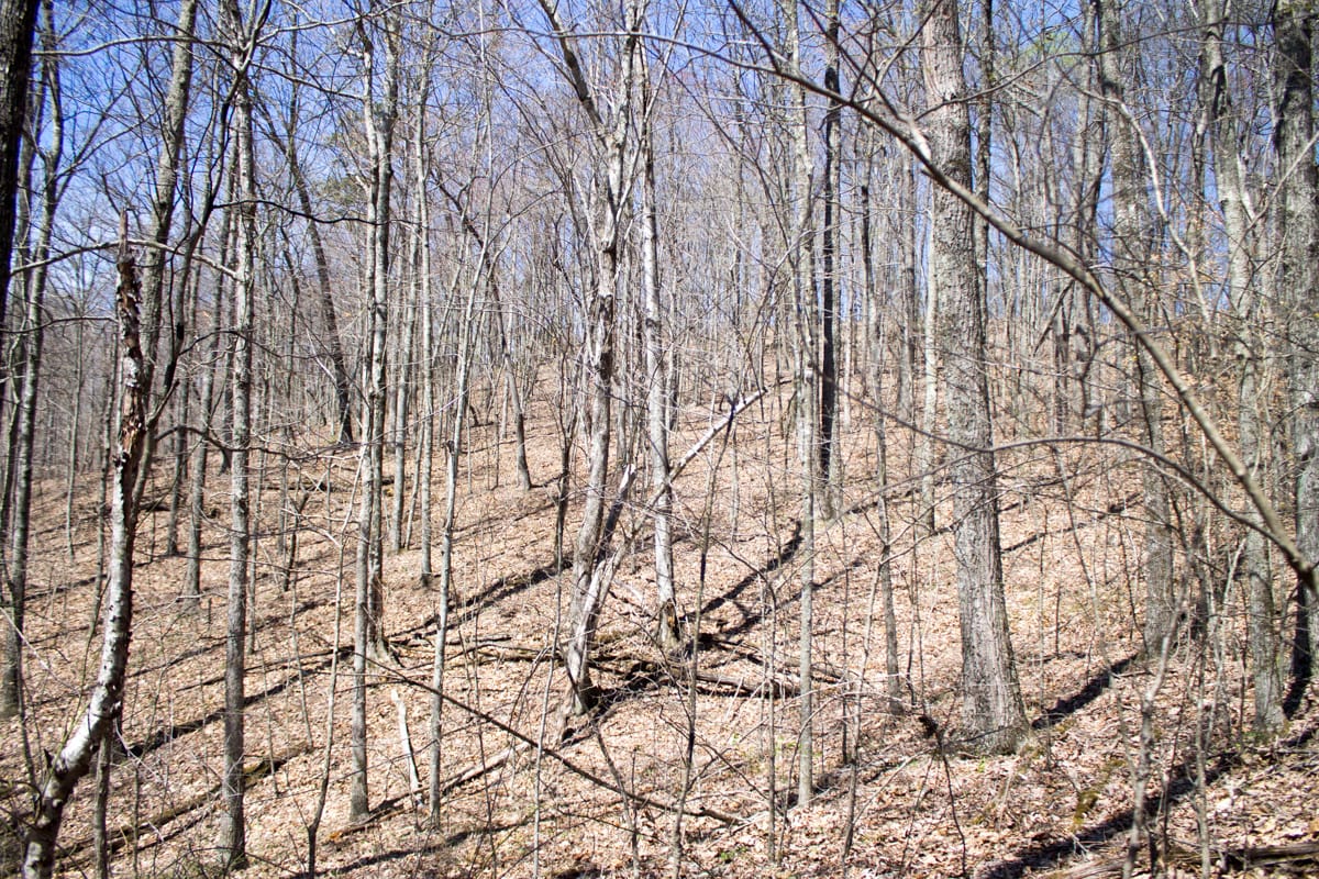 Chestnut Oak Ridge Tract 26 photo 27