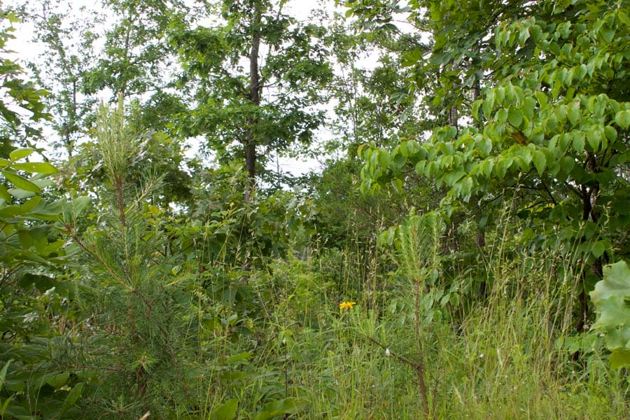 Thunder Mountain Ranch Tract 15 photo 2