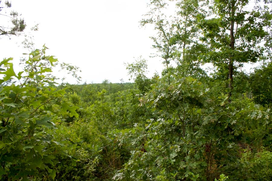 Thunder Mountain Ranch Tract 15 photo 4